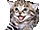 :meow: